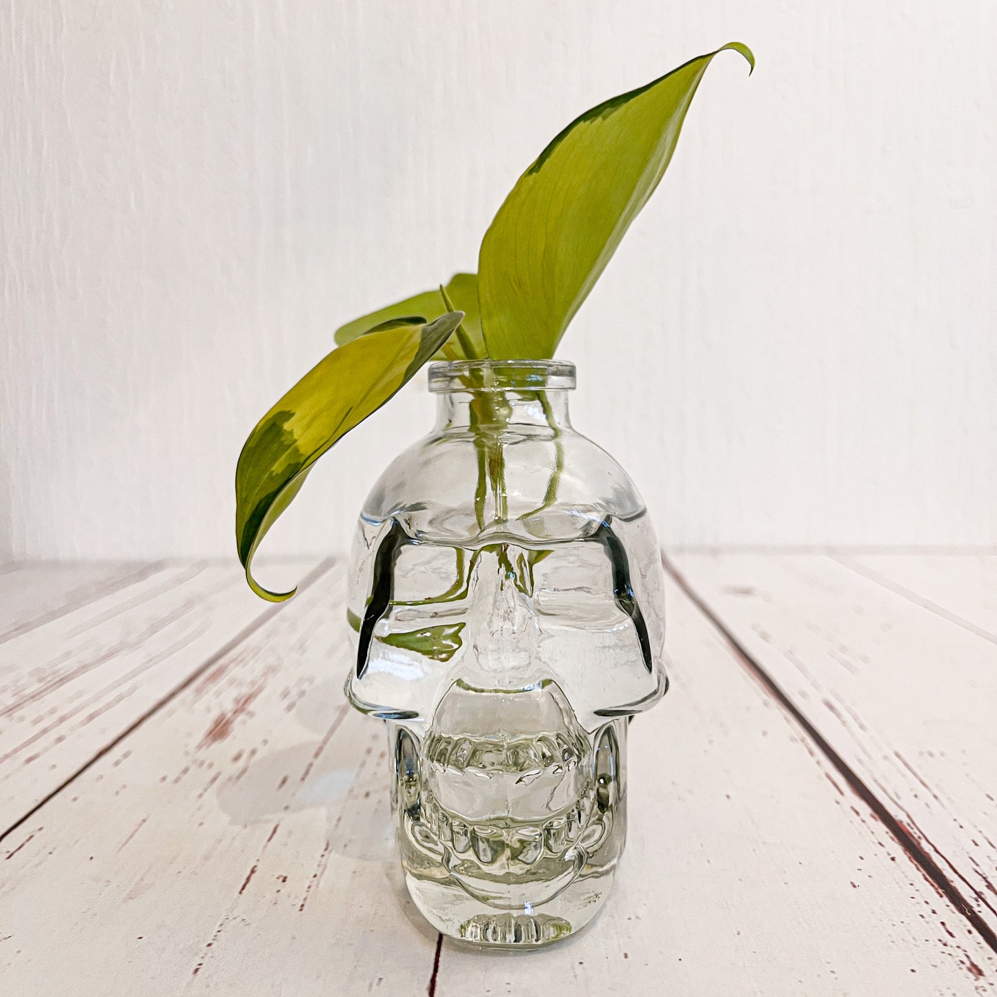 Calavera Para Propagar plantas en agua