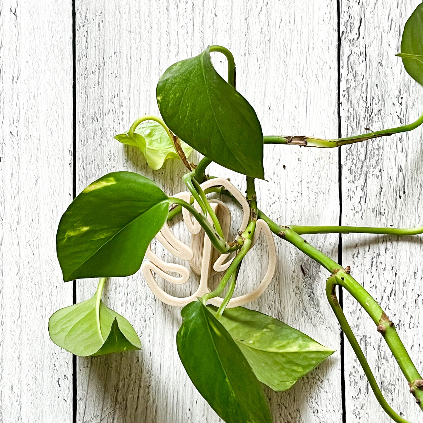 Colgantes de Plantas para Pared